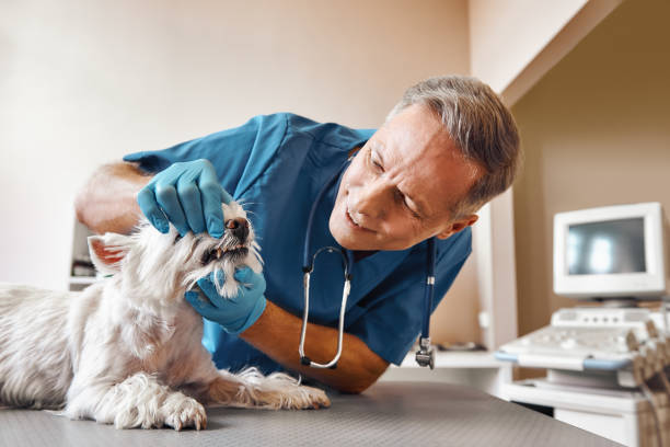 Best Urgent Dental Care in Shelton, WA